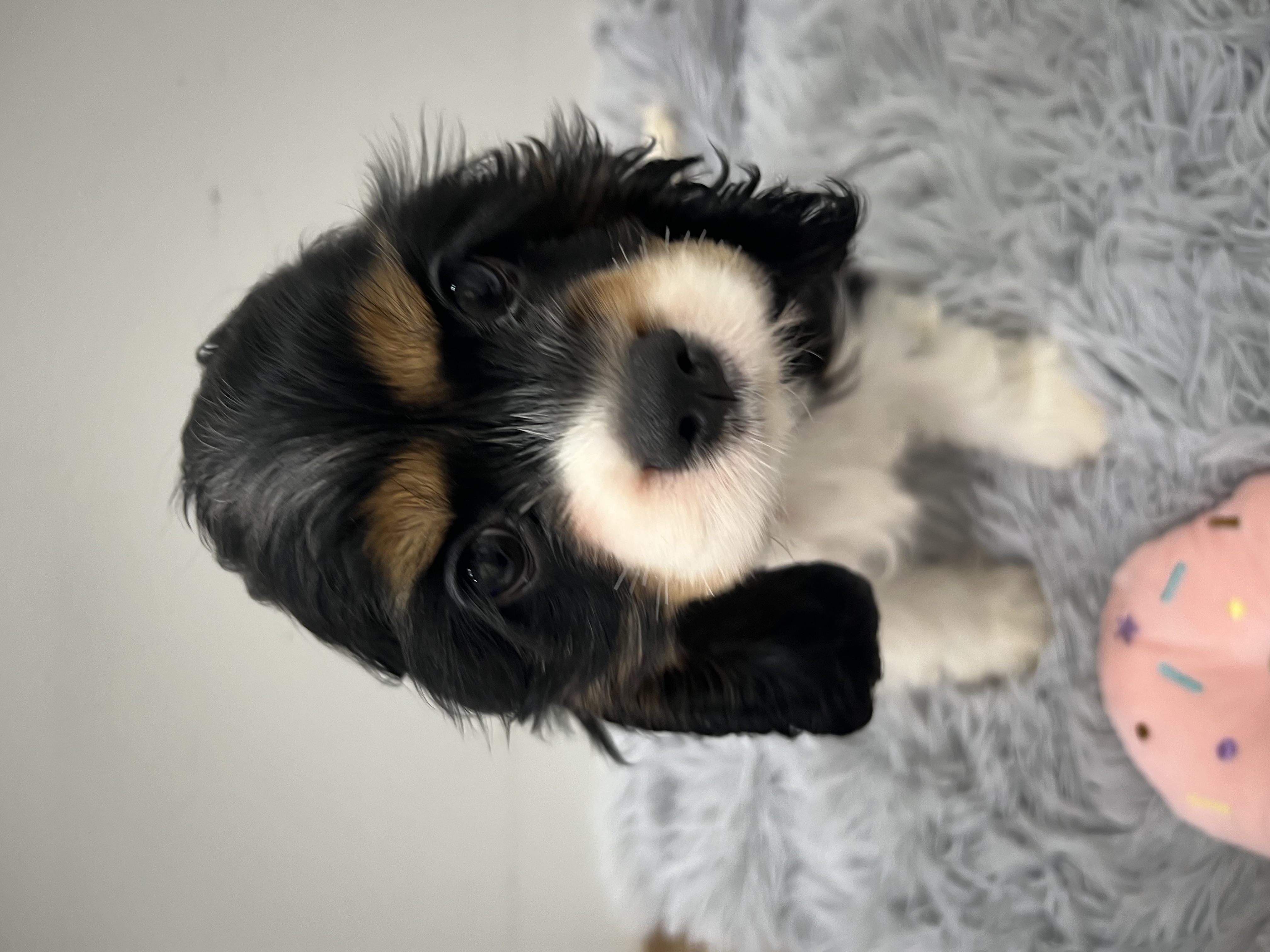 アメリカン・コッカー・スパニエル - 磐田店 | ペッツワン